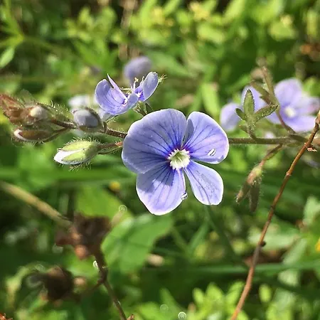 Villa Guсulka Ksenia
